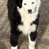 Luna, a female Miniature Australian Shepherd for sale in Blacksburg, SC – Photo 3 of 7