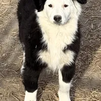 Luna, a female Miniature Australian Shepherd for sale in Blacksburg, SC – Photo 2 of 7