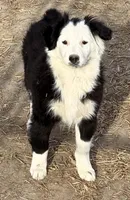 Luna, a female Australian Shepherd for sale in Blacksburg, SC – Photo 2 of 7