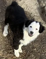 Luna, a female Australian Shepherd for sale in Blacksburg, SC – Photo 5 of 7