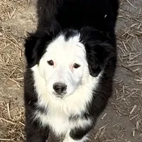 Luna, a female Miniature Australian Shepherd for sale in Blacksburg, SC – Photo 6 of 7