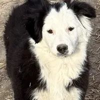 Luna, a female Miniature Australian Shepherd for sale in Blacksburg, SC – Photo 4 of 7