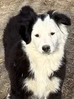 Luna, a female Australian Shepherd for sale in Blacksburg, SC – Photo 4 of 7