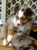 Beck, a male Miniature Australian Shepherd for sale in Blacksburg, SC – 3 of 4