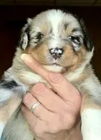 Willis, a male Miniature Australian Shepherd for sale in Blacksburg, SC – 7 of 9