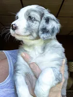 Juno, a female Australian Shepherd for sale in Blacksburg, SC – 6 of 7