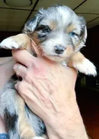 Nova, a female Australian Shepherd for sale in Blacksburg, SC – 2 of 8