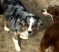 Mushko, a male Miniature Australian Shepherd for sale in Blacksburg, SC – 4 of 4