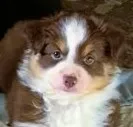 Laia – Miniature Australian Shepherd puppy for sale in Blacksburg, SC