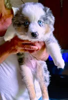 Hero, a male Toy Australian Shepherd for sale in Blacksburg, SC – 2 of 7