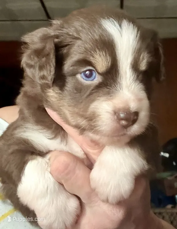 Caia – Miniature Australian Shepherd puppy for sale in Blacksburg, SC