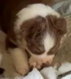 Laia, a female Miniature Australian Shepherd for sale in Blacksburg, SC – 4 of 4