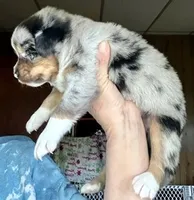 Willis, a male Miniature Australian Shepherd for sale in Blacksburg, SC – 3 of 9