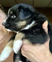 Wylie, a male Miniature Australian Shepherd for sale in Blacksburg, SC – 5 of 5