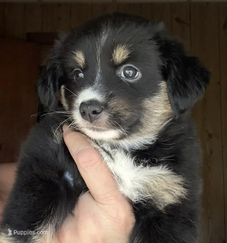 Wren – Miniature Australian Shepherd puppy for sale in Blacksburg, SC