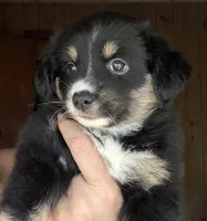 Wren, a female Miniature Australian Shepherd for sale in Blacksburg, SC – 1 of 7