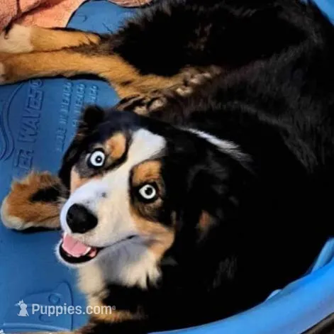 Link, a male Miniature Australian Shepherd for sale in Blacksburg, SC – Photo 7 of 7