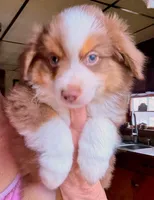 Link, a male Miniature Australian Shepherd for sale in Blacksburg, SC – Photo 3 of 7