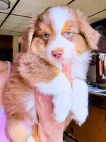 Link, a male Miniature Australian Shepherd for sale in Blacksburg, SC – Photo 1 of 7