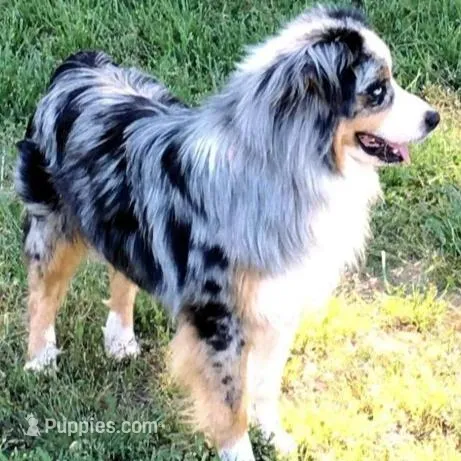 Link, a male Miniature Australian Shepherd for sale in Blacksburg, SC – Photo 5 of 7