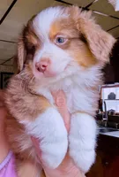 Link, a male Miniature Australian Shepherd for sale in Blacksburg, SC – Photo 2 of 7