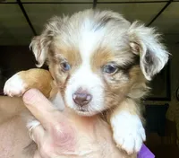 Roo, a male Toy Australian Shepherd for sale in Blacksburg, SC – 7 of 9