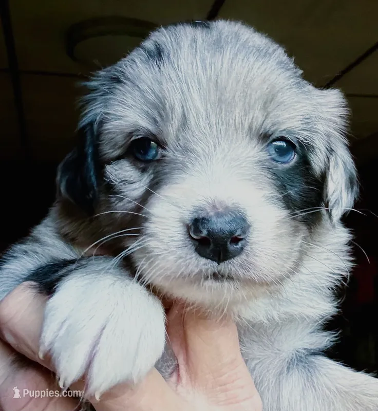 Nala – Australian Shepherd puppy for sale in Blacksburg, SC