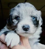 Nala, a female Australian Shepherd for sale in Blacksburg, SC – 1 of 6