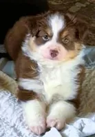 Laia, a female Miniature Australian Shepherd for sale in Blacksburg, SC – 2 of 4
