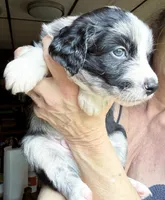 Jasper, a male Australian Shepherd for sale in Blacksburg, SC – 4 of 6