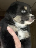Wren, a female Miniature Australian Shepherd for sale in Blacksburg, SC – 5 of 7