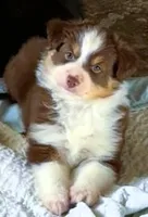 Laia, a female Miniature Australian Shepherd for sale in Blacksburg, SC – 3 of 4
