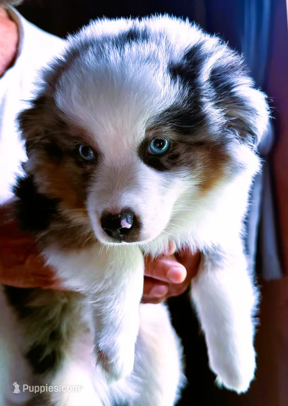 Hero – Toy Australian Shepherd puppy for sale in Blacksburg, SC