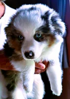 Hero, a male Toy Australian Shepherd for sale in Blacksburg, SC – 1 of 7