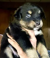 Wyatt, a male Miniature Australian Shepherd for sale in Blacksburg, SC – 5 of 5