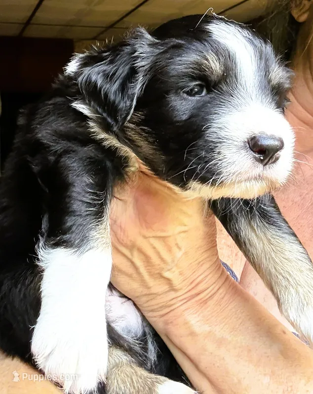 Jimbo – Australian Shepherd puppy for sale in Blacksburg, SC