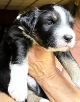 Jimbo, a male Australian Shepherd for sale in Blacksburg, SC – 1 of 3