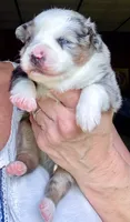 Hero, a male Miniature Australian Shepherd for sale in Blacksburg, SC – 6 of 9