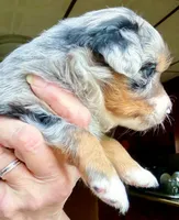 Nova, a female Australian Shepherd for sale in Blacksburg, SC – 7 of 8