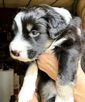 Jimbo, a male Australian Shepherd for sale in Blacksburg, SC – 3 of 3