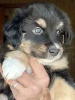 Wynne, a female Miniature Australian Shepherd for sale in Blacksburg, SC – 2 of 7