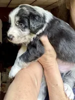 Jasper, a male Australian Shepherd for sale in Blacksburg, SC – 2 of 6