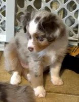 Beck, a male Miniature Australian Shepherd for sale in Blacksburg, SC – 2 of 4