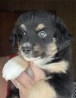 Wynne, a female Miniature Australian Shepherd for sale in Blacksburg, SC – 4 of 7