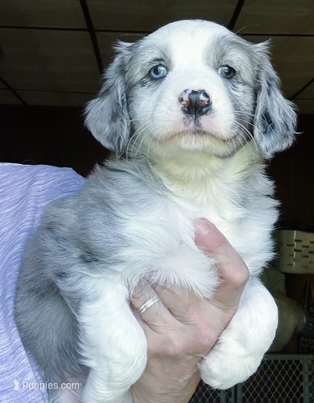 Juno – Australian Shepherd puppy for sale in Blacksburg, SC