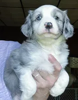 Juno, a female Australian Shepherd for sale in Blacksburg, SC – 1 of 7
