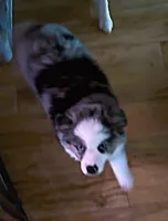 Hero, a male Toy Australian Shepherd for sale in Blacksburg, SC – 6 of 7