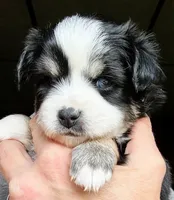 Kaya, a female Toy Australian Shepherd for sale in Blacksburg, SC – 4 of 8