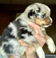 Willis, a male Miniature Australian Shepherd for sale in Blacksburg, SC – 8 of 9