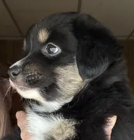 Wren, a female Miniature Australian Shepherd for sale in Blacksburg, SC – 6 of 7